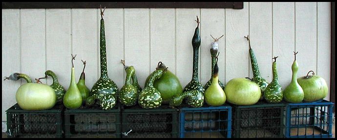 Branching out, we grew a lot of hard-shelled gourds.