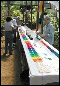Painting cotton warps in the greenhouse.