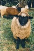 Romney cross lamb